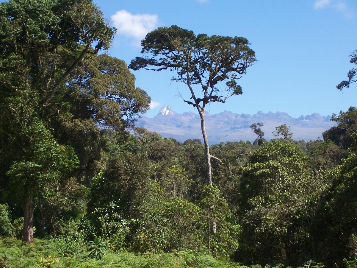 Castle Forest LodgeMount Kenya National Park エクステリア 写真